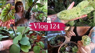 VLOG 124🌿UN GROS COLIS DUNE ABONNEE  Mes boutures de succulentes en substrat  JARDINERIE Baratet [upl. by Baiel771]