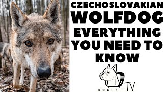 CZECHOSLOVAKIAN WOLFDOG  Everything you need to know DogCastTV [upl. by Ling]