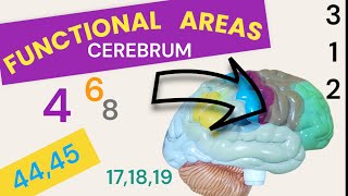 Functional Areas of Brain  Cerebral Cortex  Brodmanns areas [upl. by Reteid]