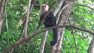 Cebus capucinus Whiteheaded Capuchin monkey  Mono cara blanca o capuchino Video 02 [upl. by Letnuahc]