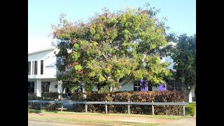 Plant ID Yellow Flame Tree peltophorum pterocarpum [upl. by Pliam]