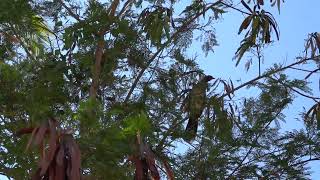 West Mexican Chachalaca [upl. by Enyawal835]