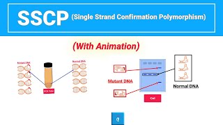 Single strand confirmation polymorphism  SSCP with animation [upl. by Aihset]