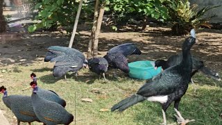 Northern Helmeted curassow l Pauxi Pauxi l Majestic helmeted curassow l pheasants curassow [upl. by Nairbo161]