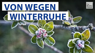 Gartenarbeit im Februar Das steht jetzt an [upl. by Mayworm46]