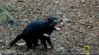 Bite of the Tasmanian Devil  National Geographic [upl. by Htaeh]