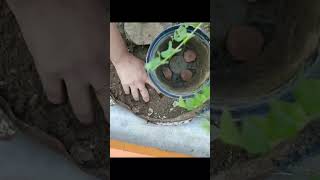 Grow curry leaves plantMurraya Koenigiiflavour plantoutdoorplantdiy with potmini garden [upl. by Snave63]