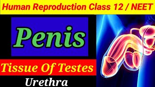 Penis  Tissue Of Testes  Human Reproduction Class 12 [upl. by Reuben]