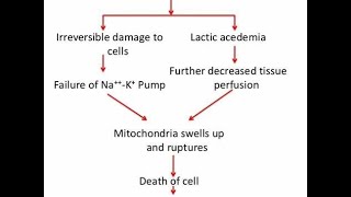 Irreversible stage of Shock Physiology [upl. by Nilrak]