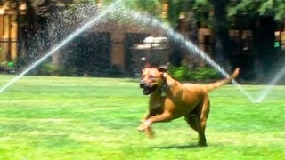 DOG LOVES WATER SPRINKLERS IN THE PARK [upl. by Eriuqs]