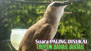 Trucuk BETINA memanggil jantan Suara KESUKAAN untuk Pancingan Trucukan gacor jantan BAHAN [upl. by Ellemac]