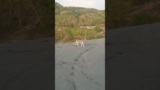 Bedjo amp Blacky main di gurun pasir shorts dog doglover herder husky siberianhusky gurunpasir [upl. by Winfield]