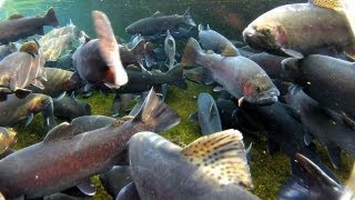 Urban Trout Fishing Manchester Iowa [upl. by Eniarol]