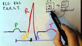 PQRST waves in the EKG [upl. by Arrais406]