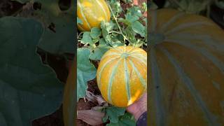 How to grow MelonGrowing Watermelonfruit [upl. by Fleeman]