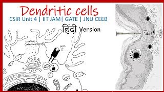 Dendritic cell  Antigen presenting cell CSIR UGC NET  IIT JAM  JNU CEEB GATE [upl. by Akcemat]