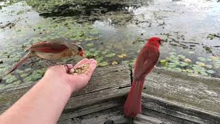 Handfeeding Birds in Slow Mo  Northern Cardinals Redwinged Blackbird [upl. by Ahsekat89]