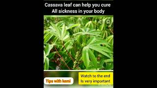 Cassava Leaf Health benefits [upl. by Iorio]