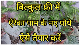 Repotting of Areca Palm  How to prepare new baby plant of areca palm from division method [upl. by Ruhnke]