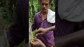 18quot വണ്ണം  Rubber tree agri [upl. by Sumer14]