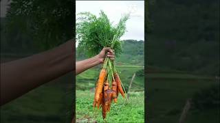 Sweet made carrot shorts comedy video [upl. by Dnalrah]