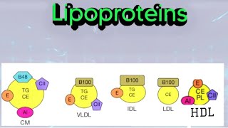 Lipoproteins Chylomicrons VLDL LDLHDL biochemistry metabolism lipid lipoprotein [upl. by Linell426]