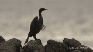 Баклан берингов Phalacrocorax capillatus  Pelagic cormorant  Film Studio Aves [upl. by Anisamot]