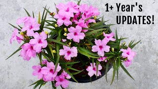 KING of Summer  Mexican Petunia How To GROW amp CARE For [upl. by Buke134]