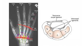 CarpoMetacarpal Joints WRIST AND HAND COMPLEX [upl. by Waal]