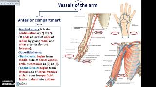 Overview of UL 9  Vessels and Nerves of the Arm  Dr Ahmed Farid [upl. by Rivy]