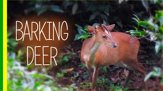 Barking Deer  Indian Muntjac Muntiacus muntjak  Facts and Details [upl. by Charline727]