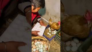 Egg Handling with Care Grandmas Way of Tray Packing Eggs Chickenfarm69 GrandmasTips [upl. by Lindner]