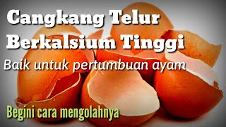 Cara Mengolah Cangkang Telur Untuk Pakan Ayam [upl. by Reinnej]