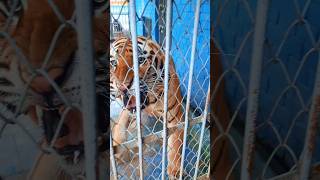 Aggressive bengal tiger ready to fight shorts shortsvideo tiger bengaltiger cute fighting [upl. by Ko]