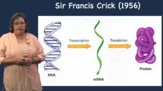 Prokaryotic vs Eukaryotic transcription  Melissa Moore U MassHHMI [upl. by Juliano]