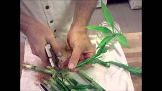 Lucky Bamboo Propagation Tutorial Dracaena braunii plants [upl. by Grange]