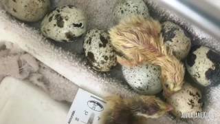 Coturnix Quail Hatching Timelapse [upl. by Orland468]