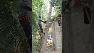 coconut tree working in sabarinathan pattukkottai [upl. by Ahsieuqal]