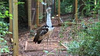 Extremely Large Kori Bustard at the Atlanta Zoo Pruning his Beautiful feathers [upl. by Ybot]