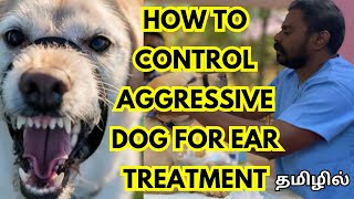 CONTROLLING AGGRESSIVE DOG  RESTRAINING  EAR TREATMENT trending rajapalayam dog trendingvideo [upl. by Marras]