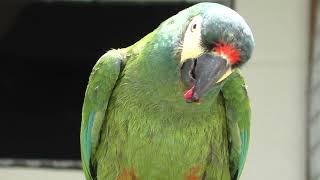 Blue winged macaw parrot eating a strawberry [upl. by Nojram]