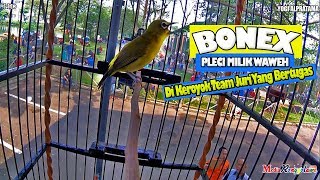 SUARA BURUNG  Aksi BONEX Di Keroyok Juri Yang Bertugas  Pleci Gacor Dakun Jateng Miliknya Waweh [upl. by Odilia]