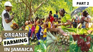 Organic Farming in Jamaica Bluefields Organic Farm JamaicaVlog Part 2 JAMAICA [upl. by Anirbas]