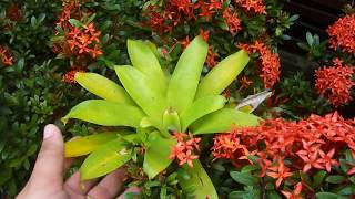 Ixora  Dicas de como Cultivar [upl. by Inasah411]