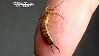 Earwigs Are They Dangerous Close up [upl. by Suiradal]