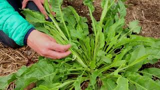 Yellow Dock Plant Identification – Herbal Walk Series [upl. by Terina123]