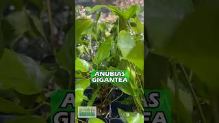 Anubias Gigantea the Ultimate Anubias Aquarium Plant For Sale [upl. by Anidem]