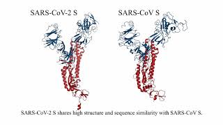 SARSCoV2  Spike Protein Mediated Cell Entry [upl. by Dnomal]