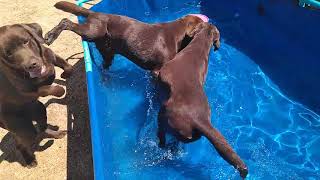 LABRADORES CHOCOLATE LA SALMANTINA estrenando piscina 2018 [upl. by Romie152]