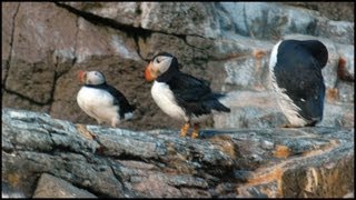 Puffins Video Fratercula arctica [upl. by Derfla]